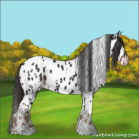 Horse Color:White Spotted Liver Chestnut Appaloosa 