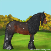 Horse Color:White Spotted Brown Sabino