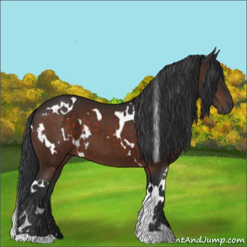 Horse Color:White Spotted Brown 