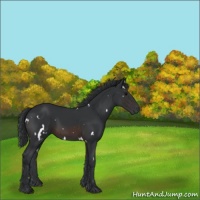 Horse Color:White Spotted Brown 