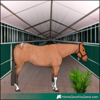 Horse Color:Bay Roan Tobiano