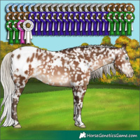 Horse Color:Gray White Spotted Silver Brown Pearl Appaloosa Rabicano 