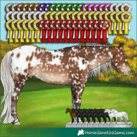 Horse Color:Gray White Spotted Silver Brown Pearl Appaloosa Rabicano 