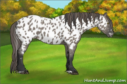 Horse Color:Grullo Near Leopard