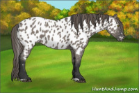 Horse Color:Grullo Near Leopard 