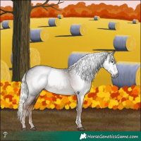 Horse Color:Gray Liver Chestnut Mushroom Tobiano 