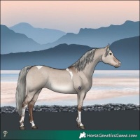 Horse Color:Liver Red Dun Mushroom Tobiano 