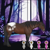 Horse Color:Bay Sabino Appaloosa 