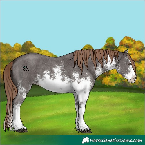 Horse Color:White Spotted Liver Chestnut Sabino Splash