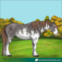 Horse Color:White Spotted Liver Chestnut Sabino Splash 