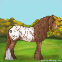 Horse Color:Chestnut Appaloosa 