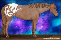 Horse Color:Chestnut Appaloosa 