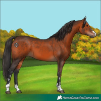 Horse Color:Brown 