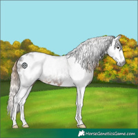 Horse Color:Gray White Spotted Liver Chestnut Splash Appaloosa 