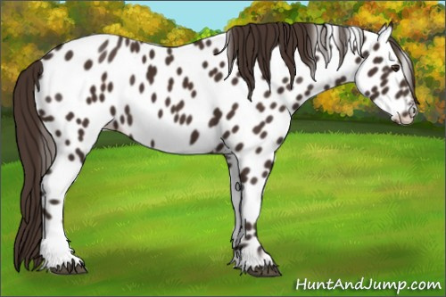 Horse Color:Liver Chestnut Appaloosa