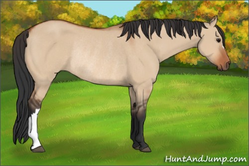 Horse Color:Bay Dun Rabicano
