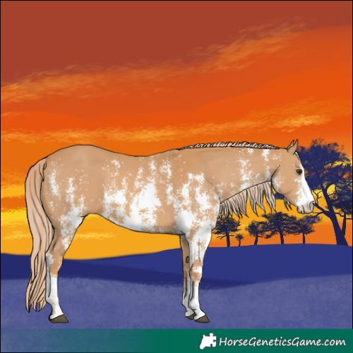Horse Color:Chestnut Sabino 