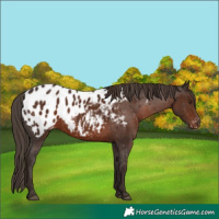 Horse Color:White Spotted Liver Chestnut Appaloosa 