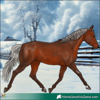 Horse Color:Silver Bay Rabicano 