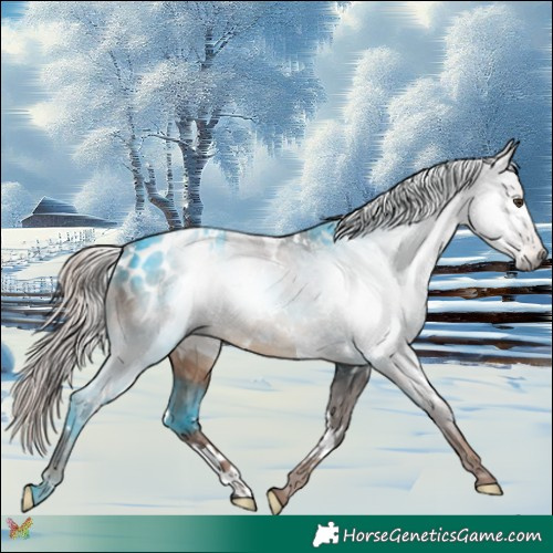 Horse Color:Gray White Spotted Liver Chestnut Blanket