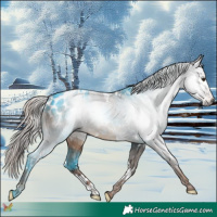 Horse Color:Gray White Spotted Liver Chestnut Blanket 