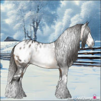 Horse Color:Gray White Spotted Buckskin Splash Appaloosa