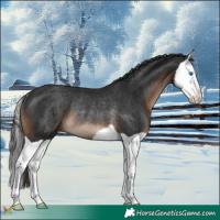 Horse Color:Liver Chestnut Splash Rabicano