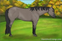 Horse Color:Grullo 