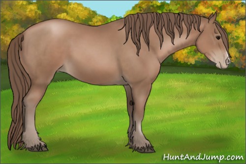 Horse Color:Black Pearl
