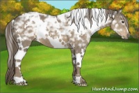 Horse Color:White Spotted Chocolate Palomino Ice 
