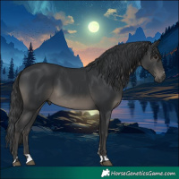 Horse Color:Black 