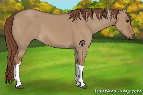 Horse Color:Red Dun Tobiano 