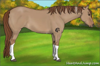 Horse Color:Red Dun Tobiano