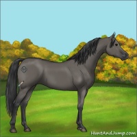 Horse Color:Grullo Sabino Rabicano 