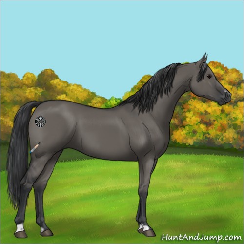 Horse Color:Grullo Sabino Rabicano 