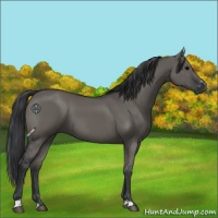 Horse Color:Grullo Sabino Rabicano 