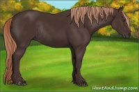 Horse Color:Liver Chestnut Rabicano 
