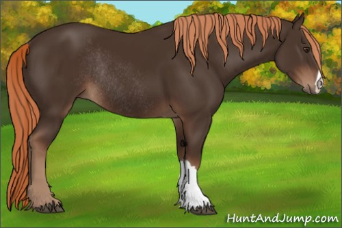 Horse Color:Liver Chestnut Rabicano