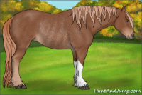 Horse Color:Chestnut Rabicano 