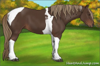 Horse Color:Liver Chestnut Tobiano 