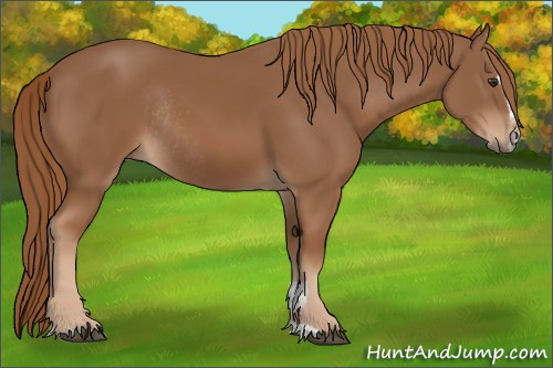 Horse Color:Chestnut Sabino Rabicano 