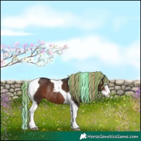 Horse Color:Painted Liver Chestnut Sabino Splash Tobiano Rabicano