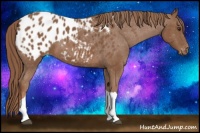 Horse Color:Chestnut Appaloosa 