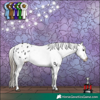 Horse Color:Black Appaloosa Rabicano 