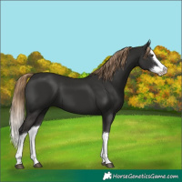 Horse Color:Liver Chestnut Splash 