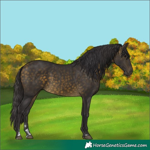 Horse Color:Buckskin 