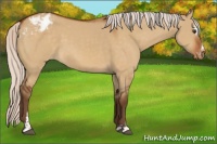 Horse Color:Silver Buckskin Dun Sabino Appaloosa