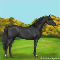 Horse Color:Black 