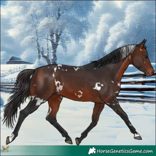 Horse Color:White Spotted Bay 
