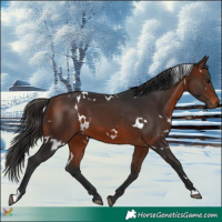 Horse Color:White Spotted Bay 